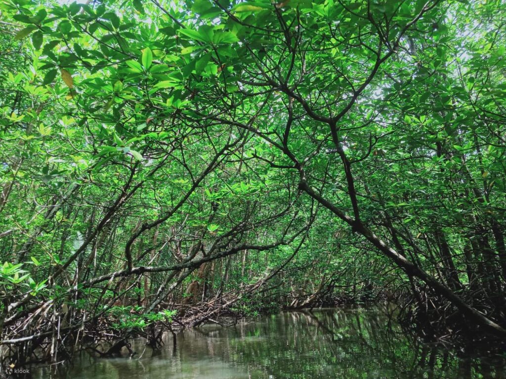 BINTAN MANGROVE AND FIREFLIES TOUR PRICE