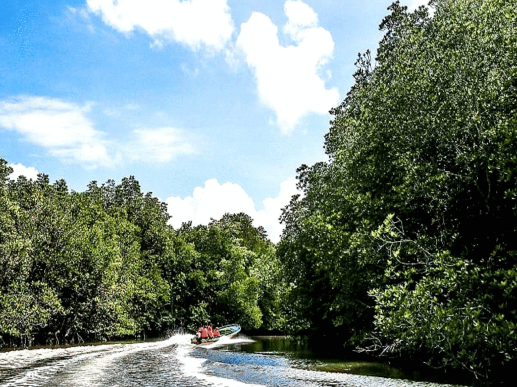 Mangrove Tour