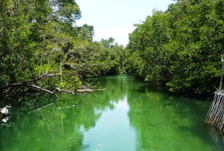 BINTAN MANGROVE AND FIREFLIES TOUR PRICE